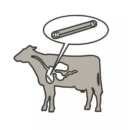 Qual è lo scopo di una calamita di mucca?